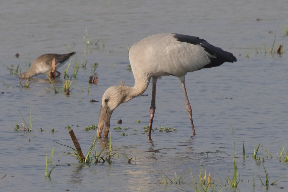 Asian Openbill - Fabio Olmos