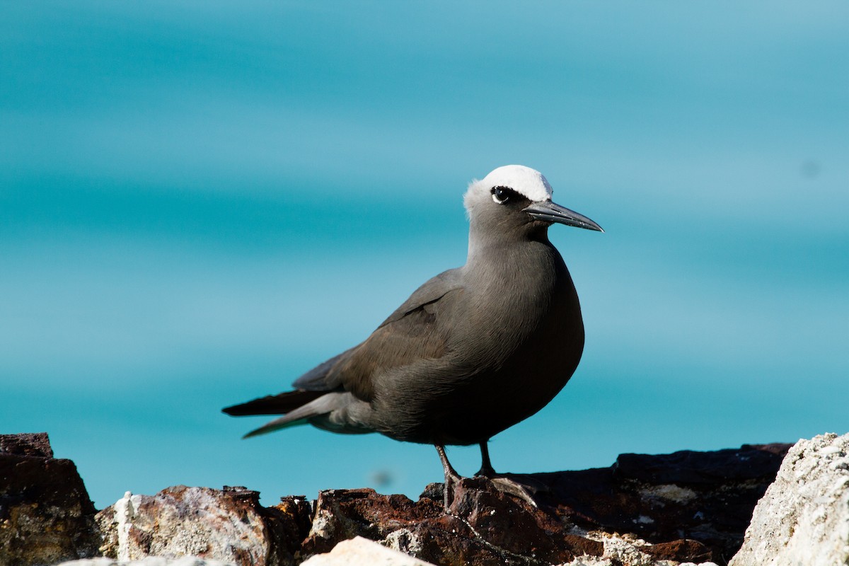 Black Noddy - Garrett Lau