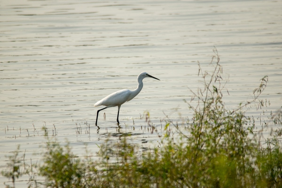 Little Egret - ML241075881