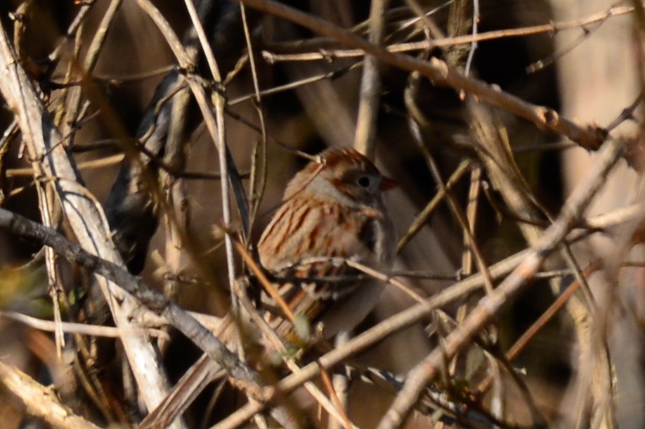 Field Sparrow - Josh Blackmon