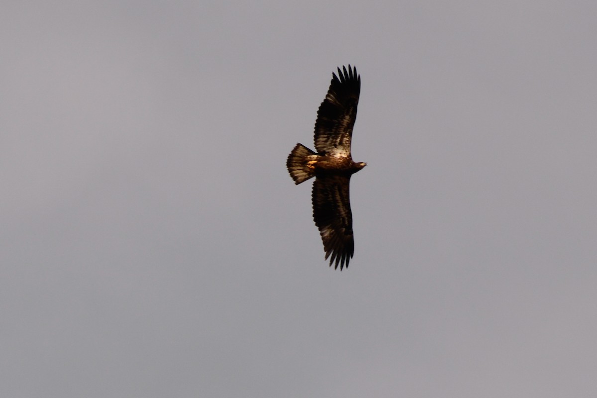 Bald Eagle - Josh Blackmon