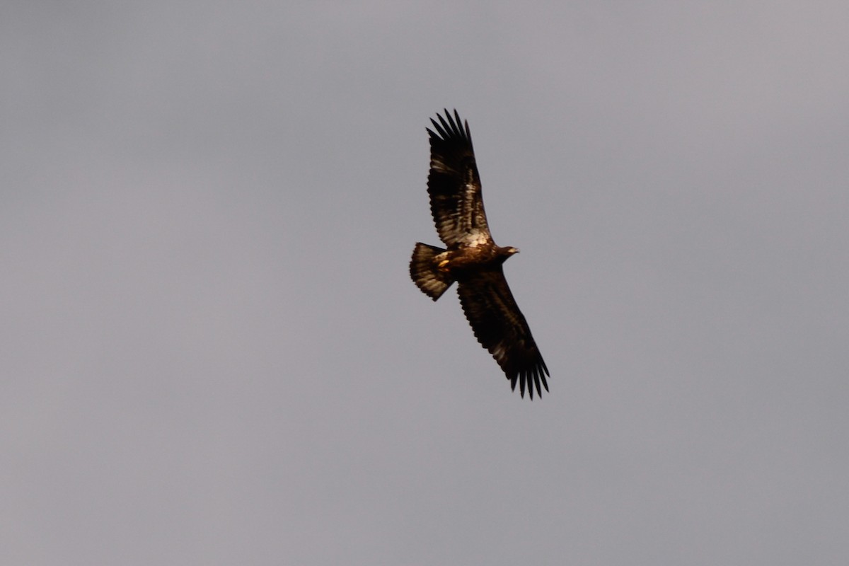 Bald Eagle - Josh Blackmon