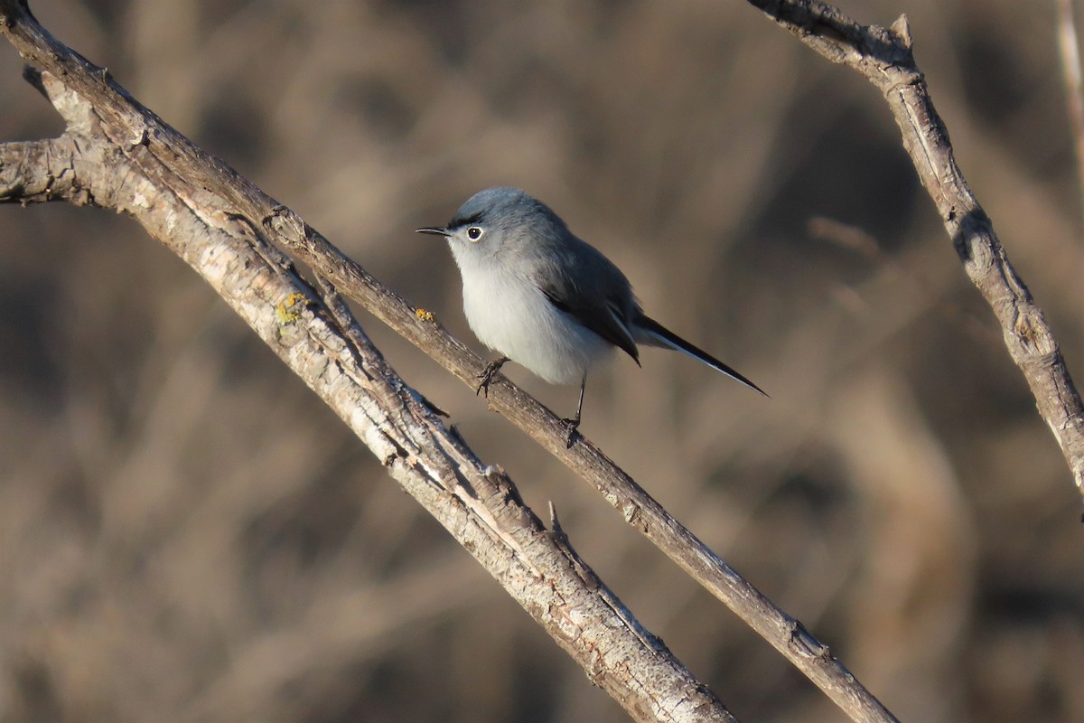 Blue-gray Gnatcatcher - ML241077821