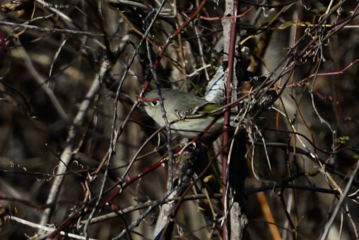 Ruby-crowned Kinglet - ML24107831