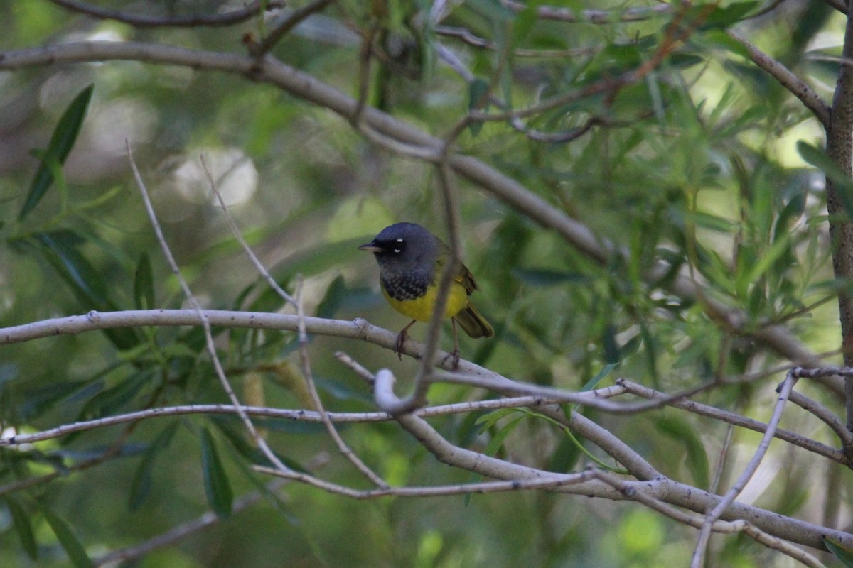 MacGillivray's Warbler - ML241078311