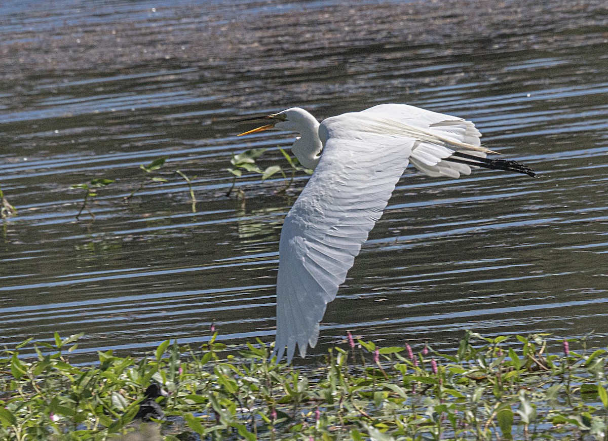 Great Egret - ML241078351