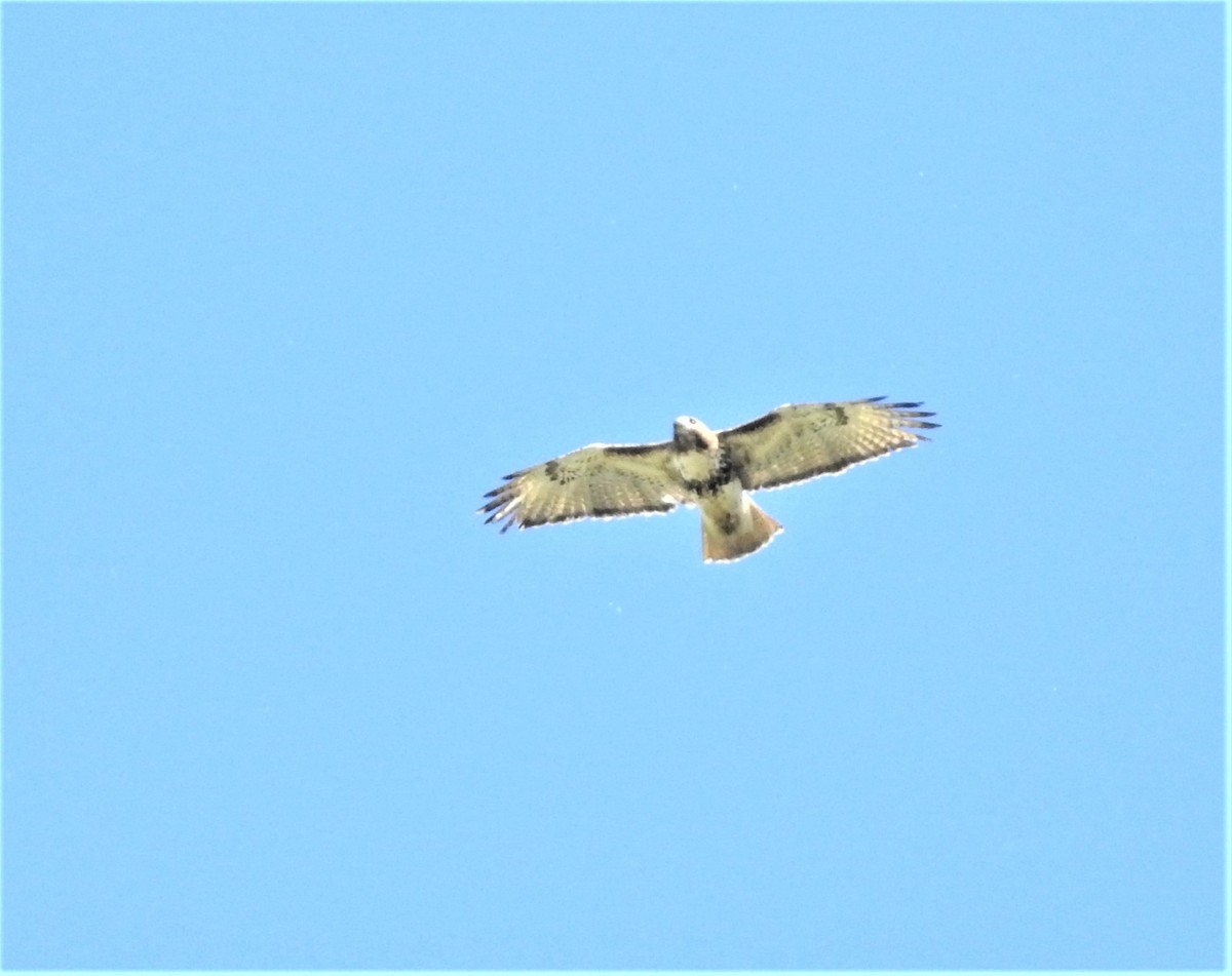 Red-tailed Hawk - ML241078951