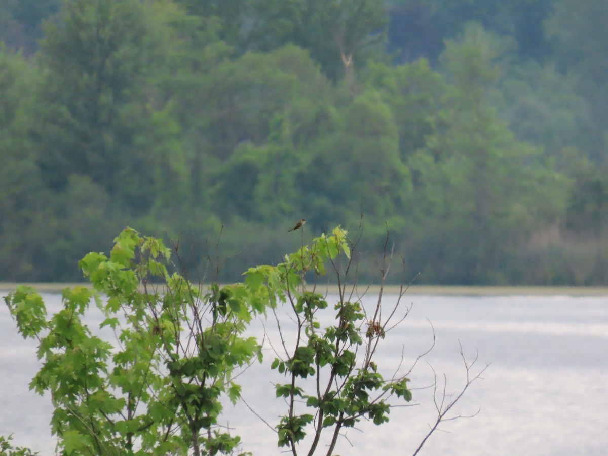 Alder Flycatcher - ML241078981