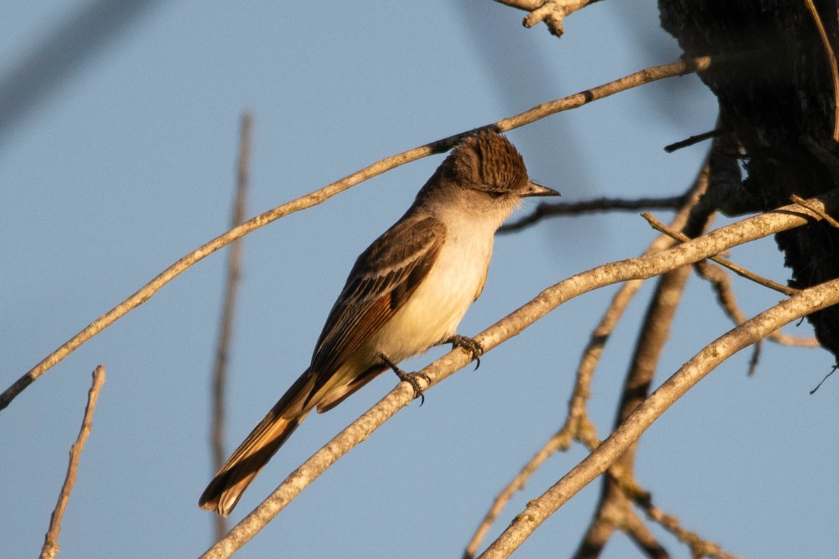 Brown-crested Flycatcher - Philip Reimers