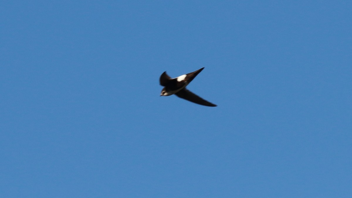 White-throated Swift - ML241080481