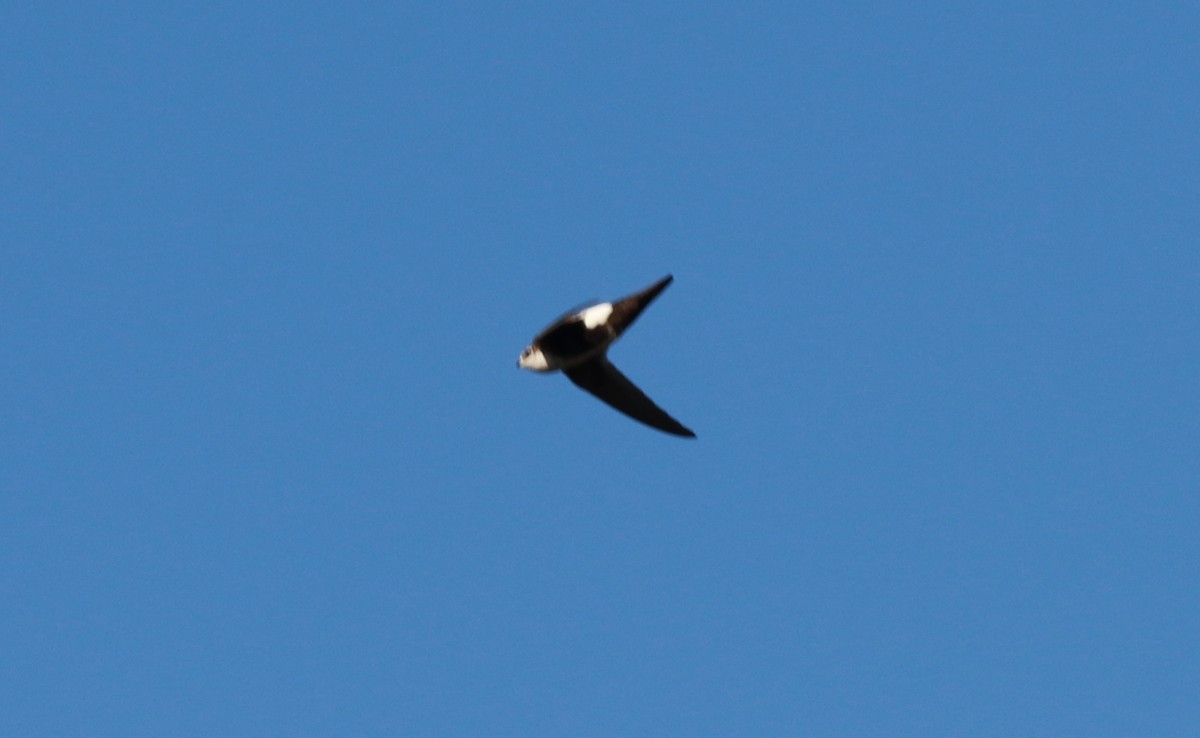 White-throated Swift - ML241080491