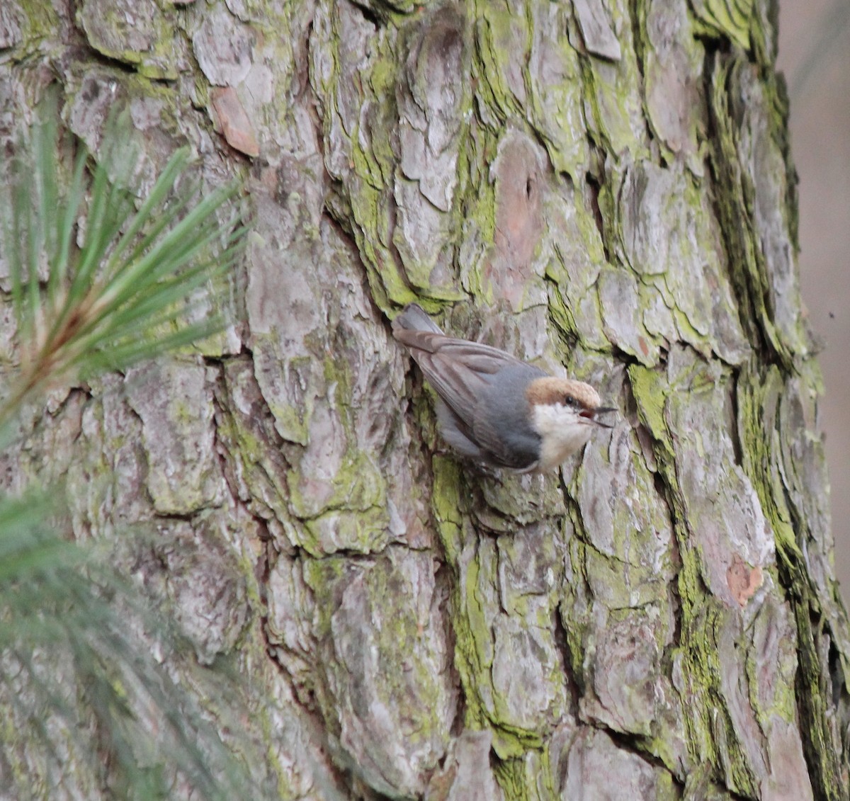 Brown-headed Nuthatch - ML241081341