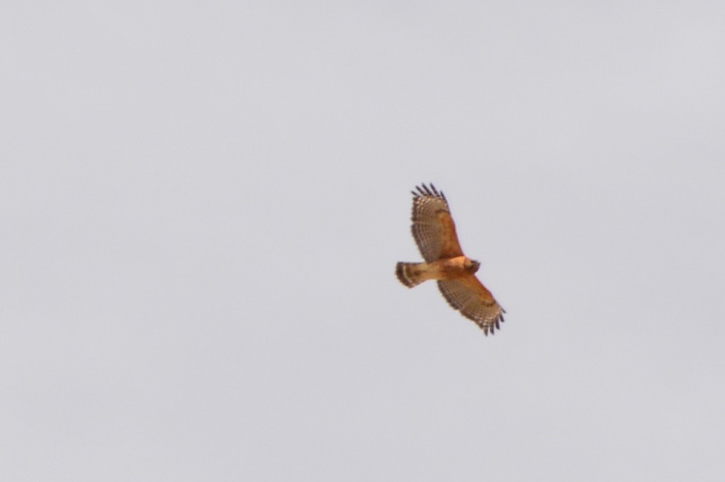 Red-shouldered Hawk - Josh Blackmon