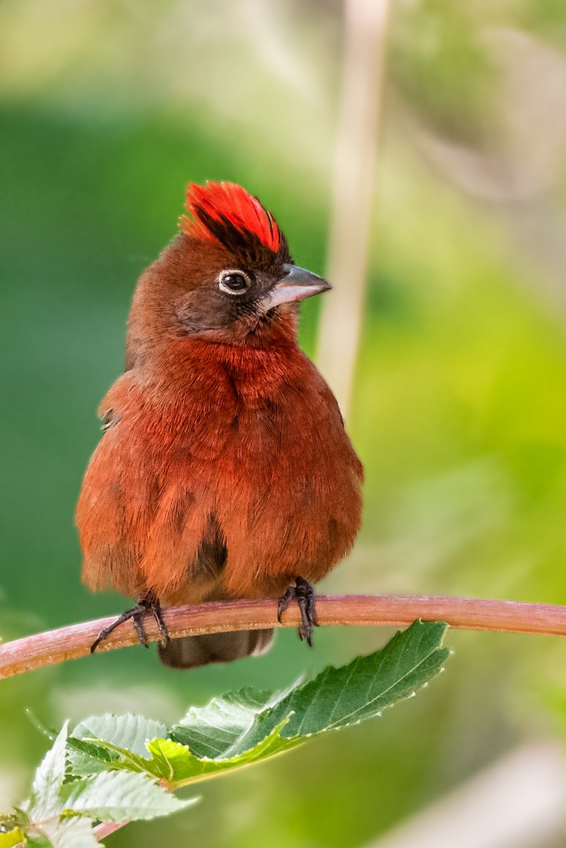 Red-crested Finch - Ralph Hatt