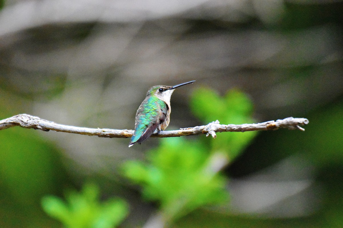 Ruby-throated Hummingbird - ML241086371