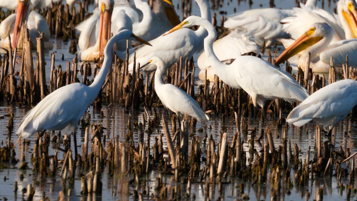 Snowy Egret - Alex Mann