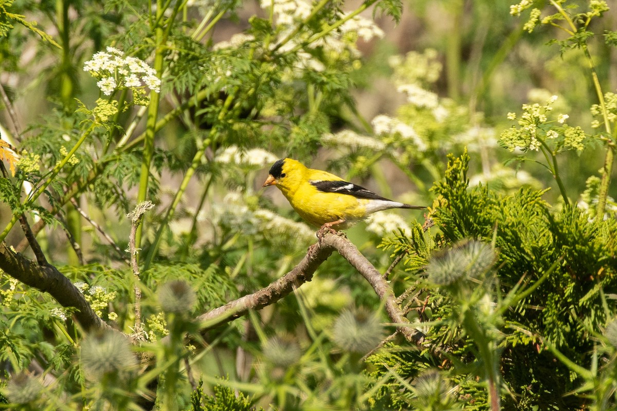 American Goldfinch - Mark Stephenson