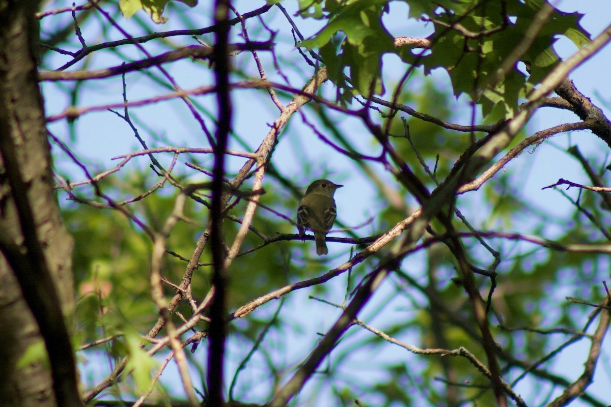 Acadian Flycatcher - ML241090551