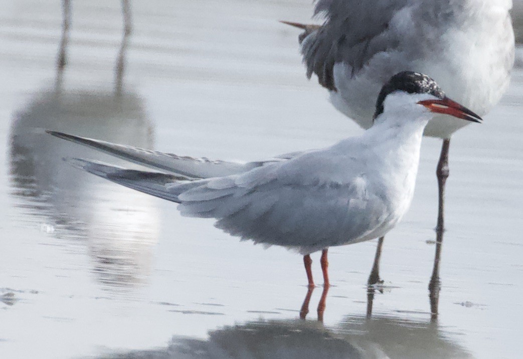 Common Tern - William Matthews