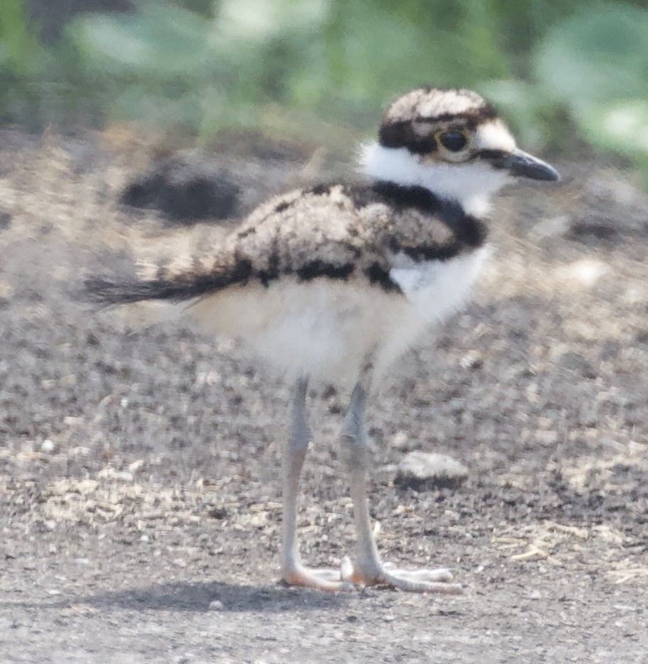 Killdeer - William Matthews