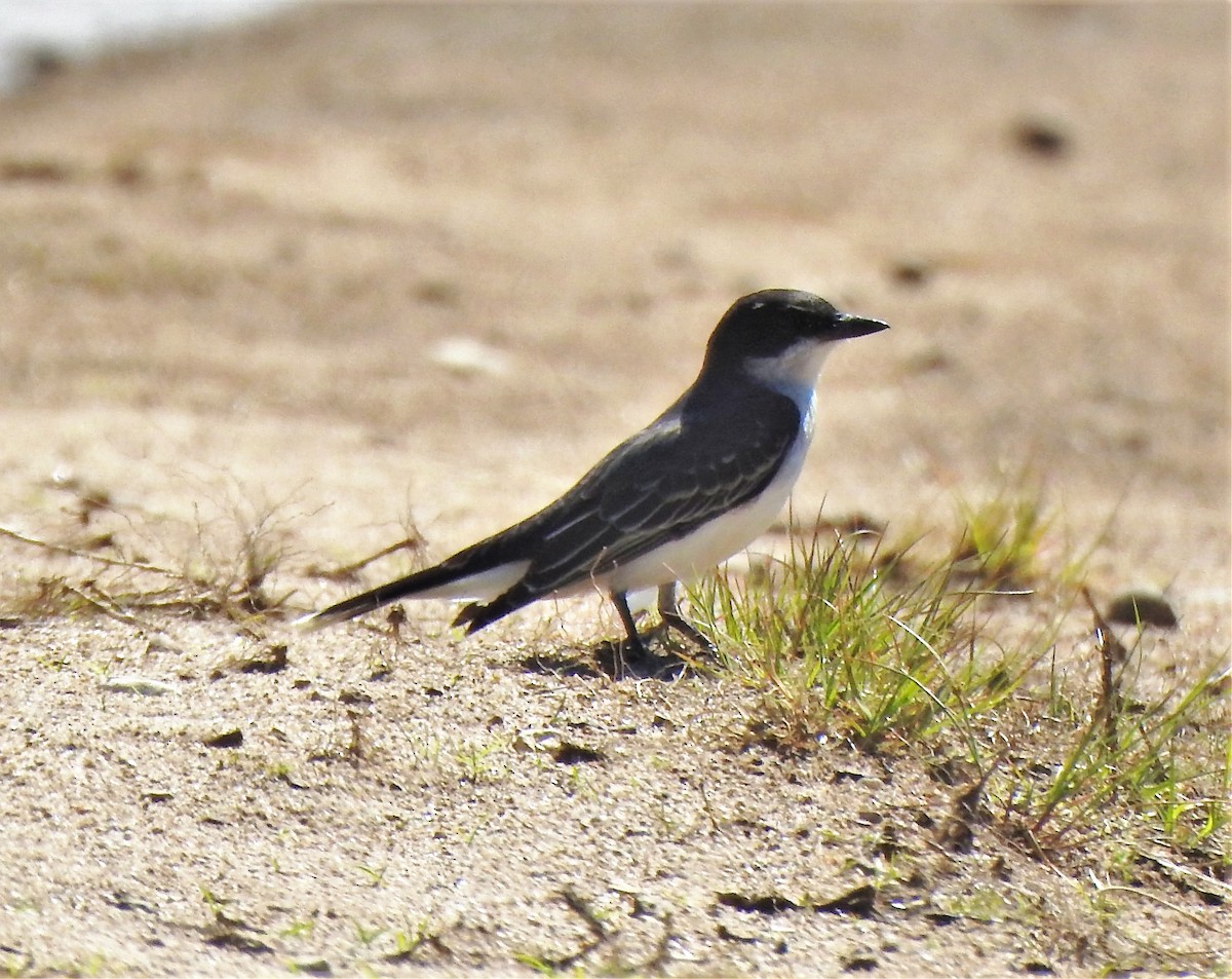 Schieferrücken-Königstyrann - ML241092471