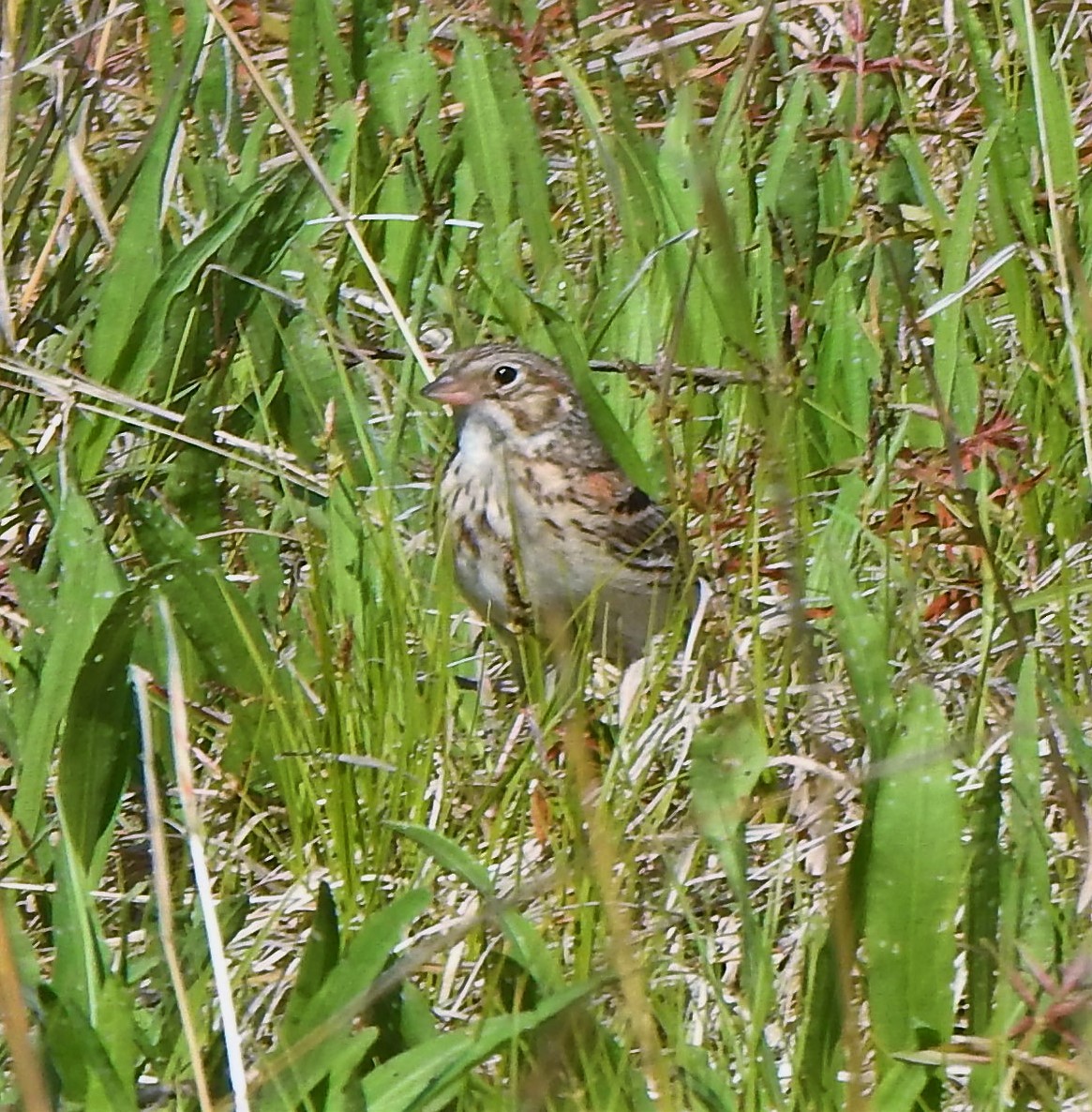 Vesper Sparrow - ML241092561