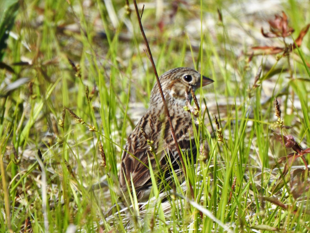 Vesper Sparrow - ML241092581