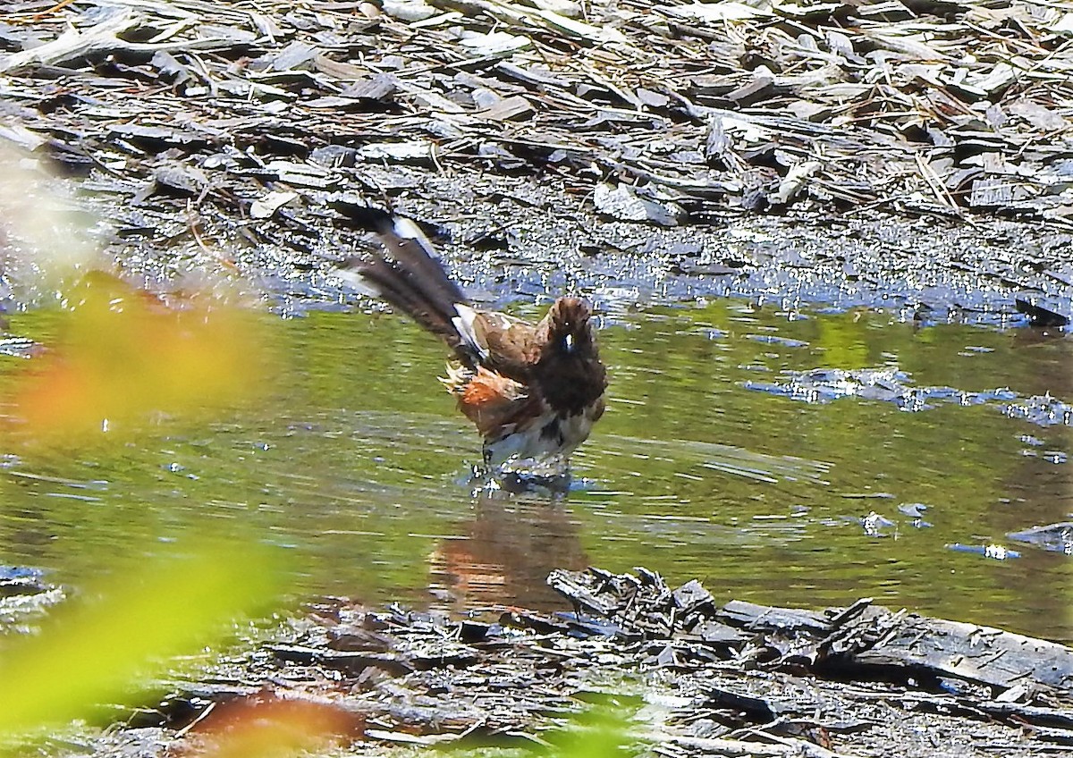 ワキアカトウヒチョウ - ML241092601