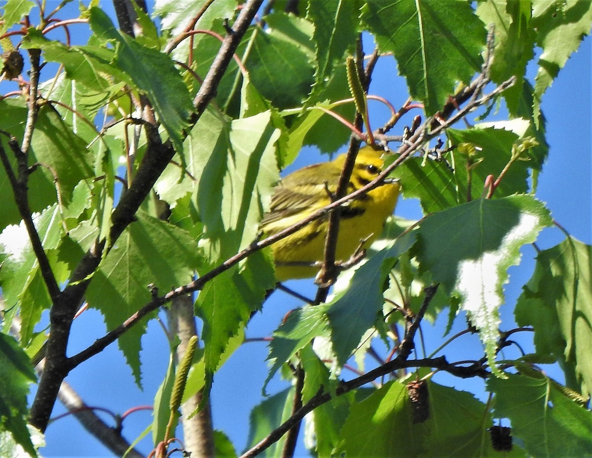 Prairie Warbler - ML241092661