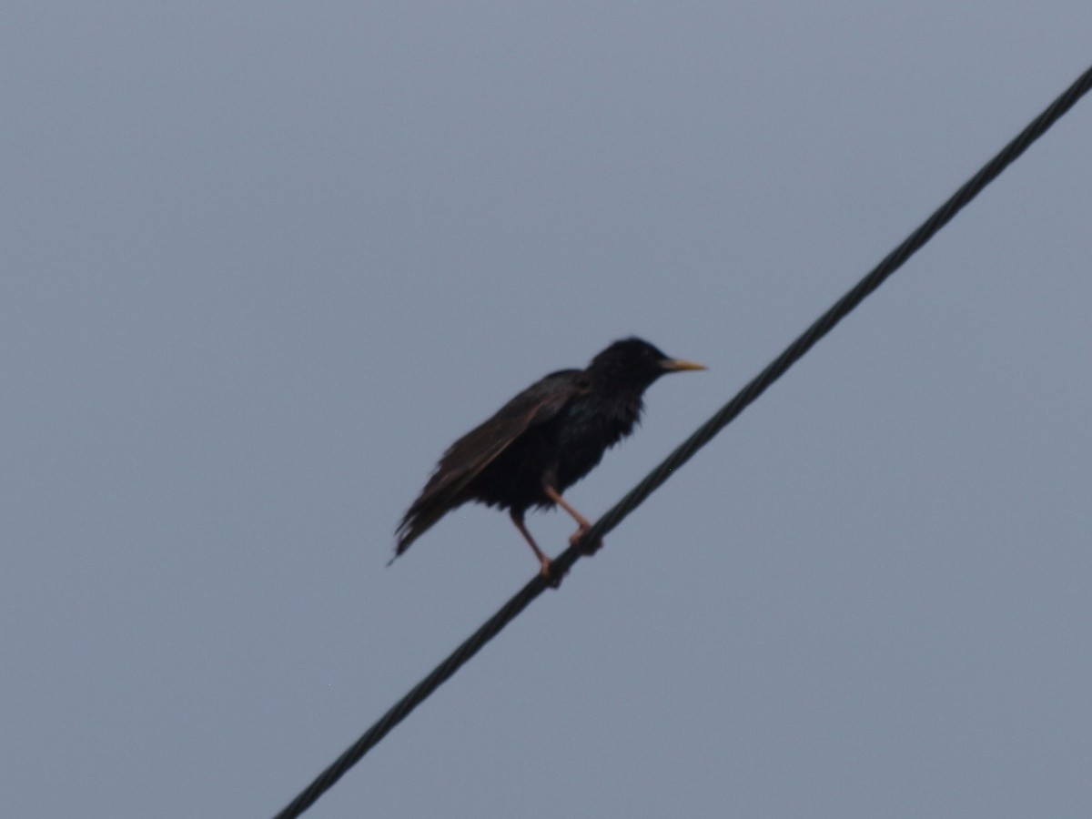 European Starling - ML241092851