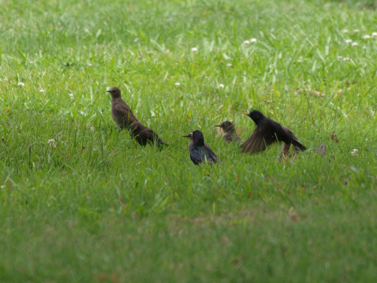 European Starling - ML241092921