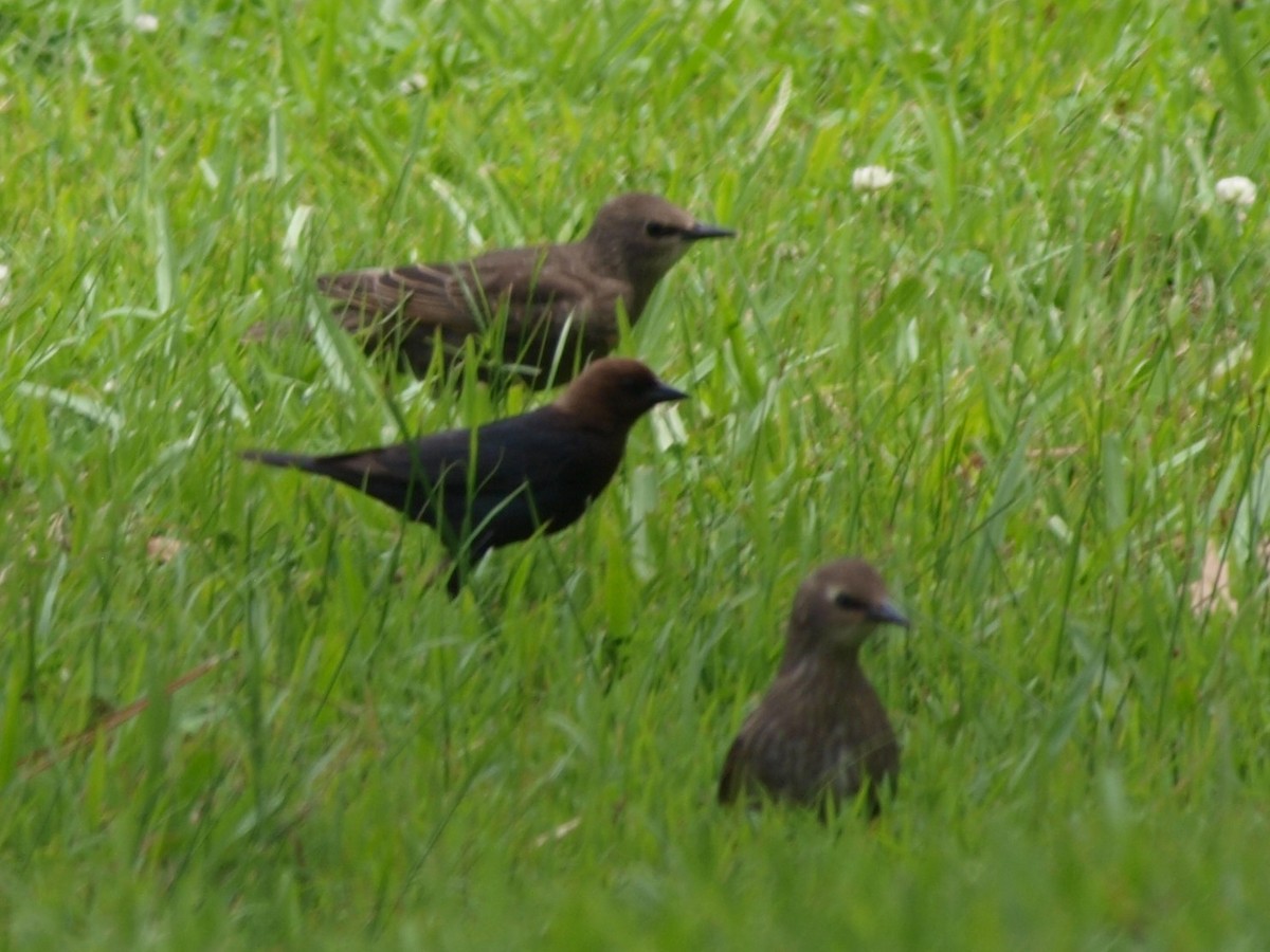 Brown-headed Cowbird - ML241093001