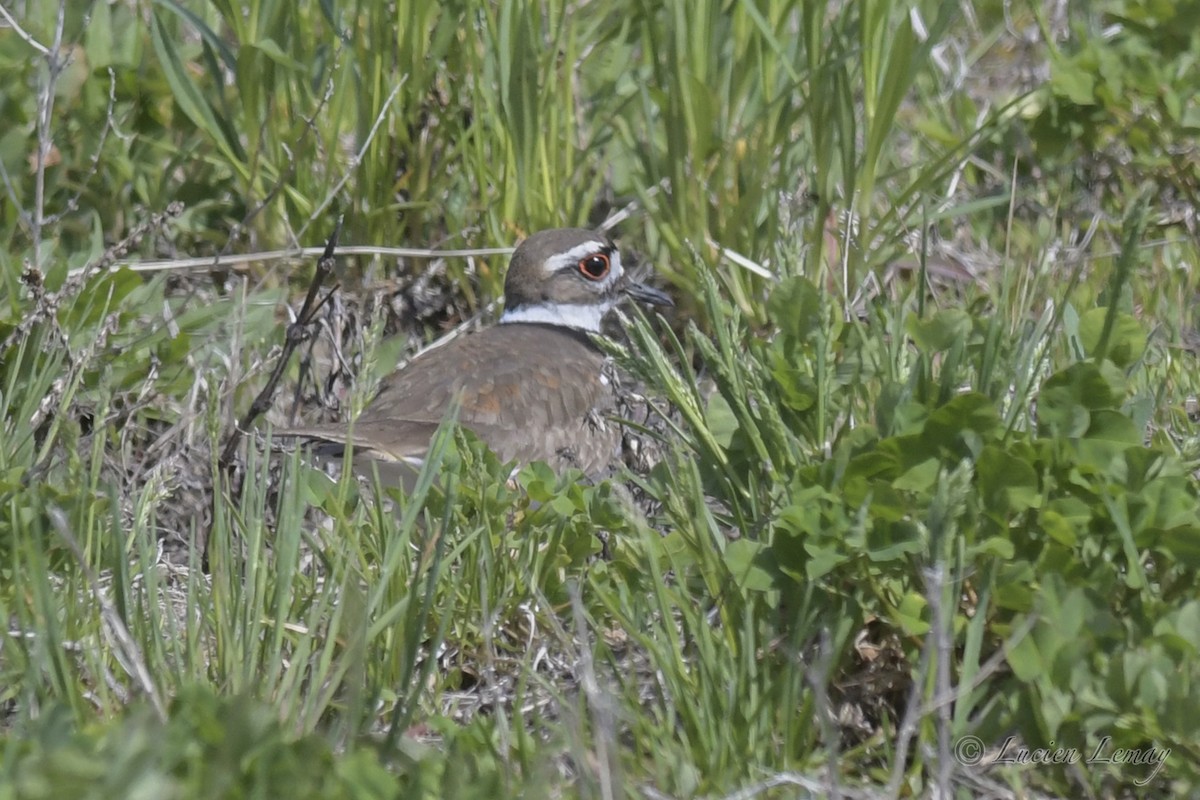 Killdeer - ML241093151