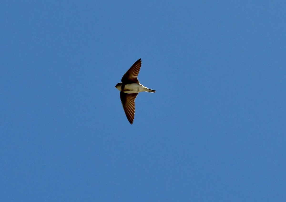 Bank Swallow - Leslie Flint