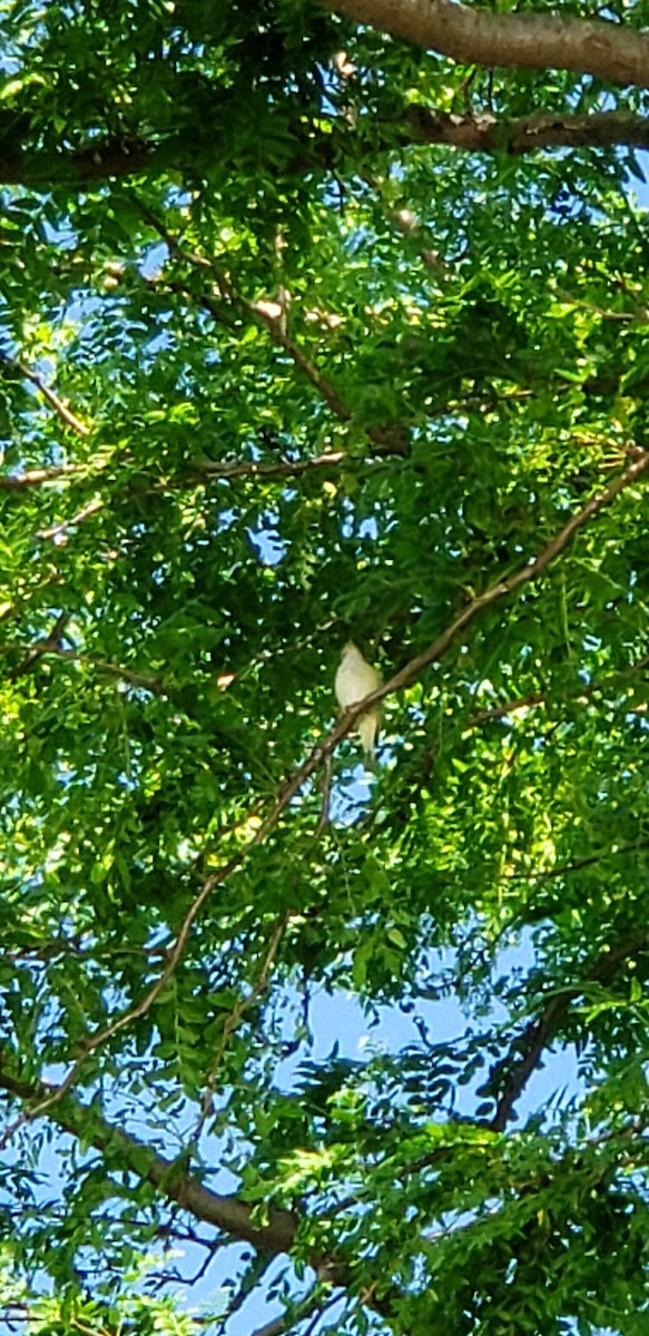 Warbling Vireo - David Cunningham