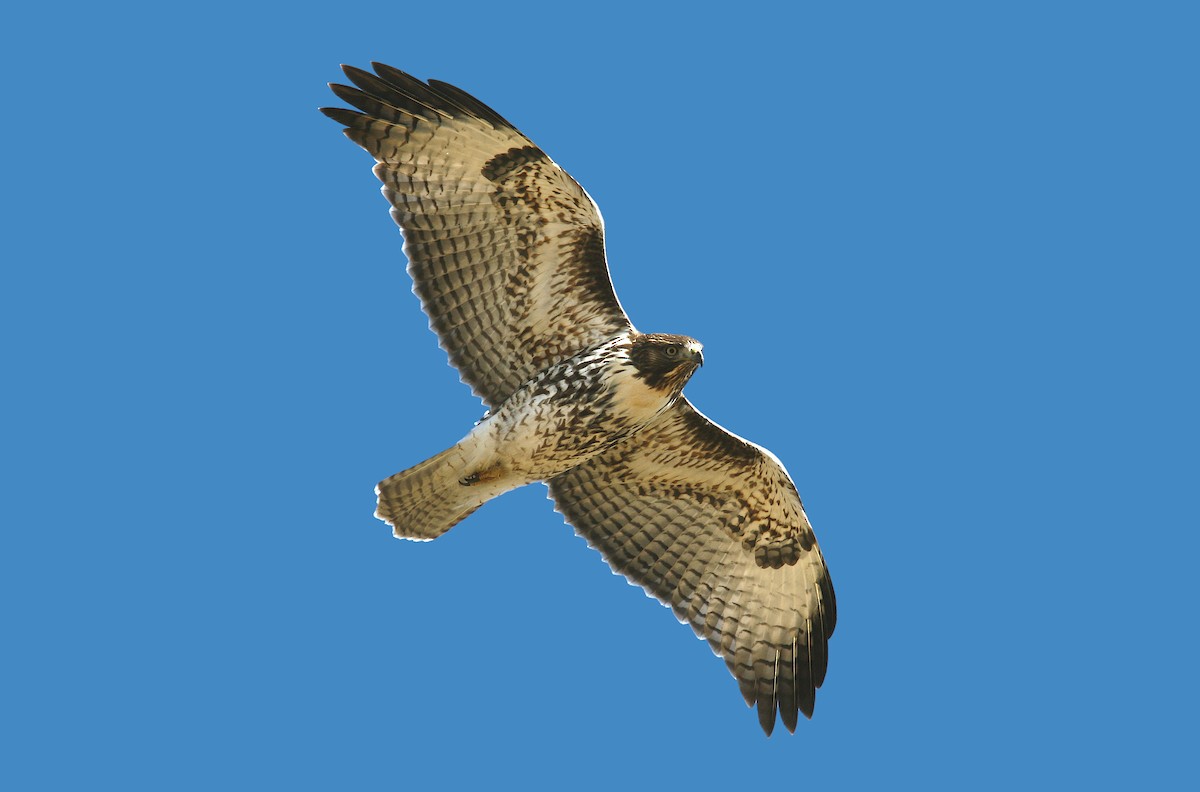 Red-tailed Hawk (calurus/alascensis) - ML241095371