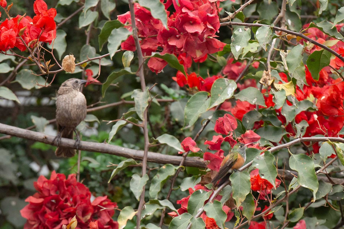 Shiny Cowbird - Mercedes Benavides