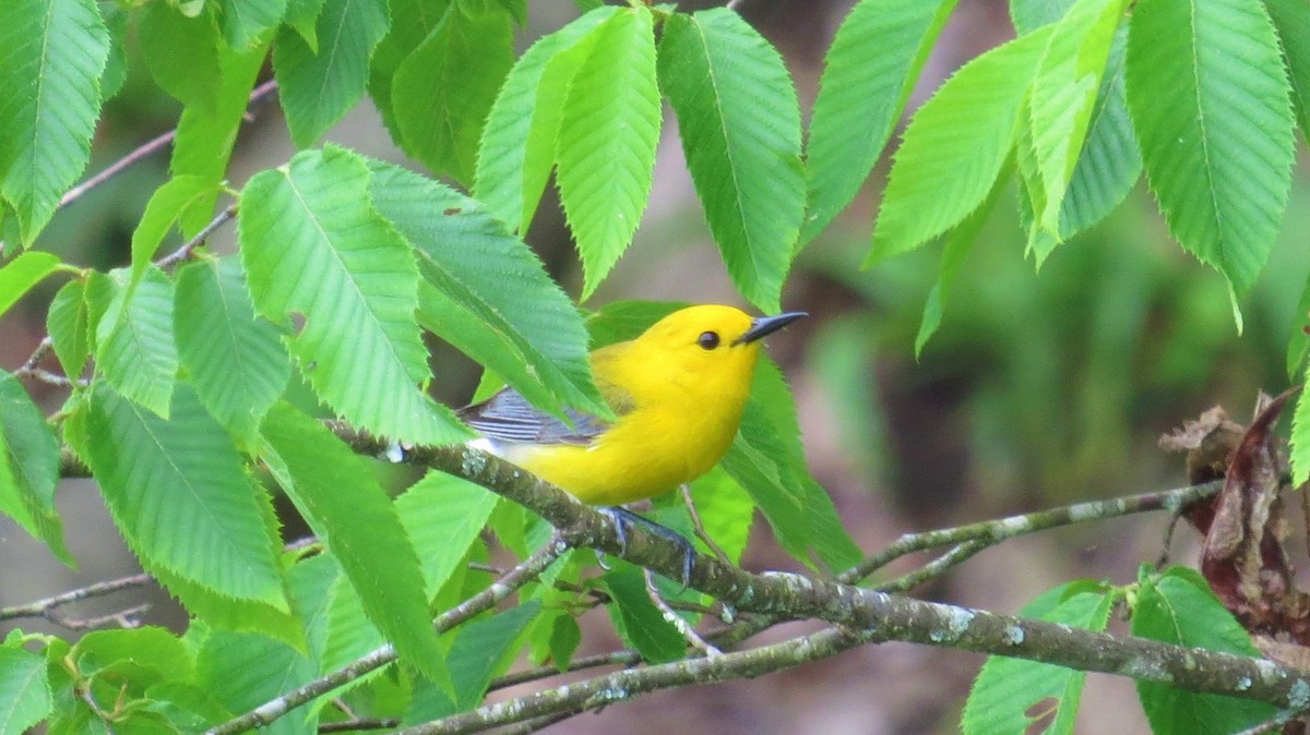 Prothonotary Warbler - ML241095711