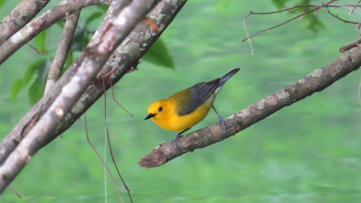 Prothonotary Warbler - ML241095721