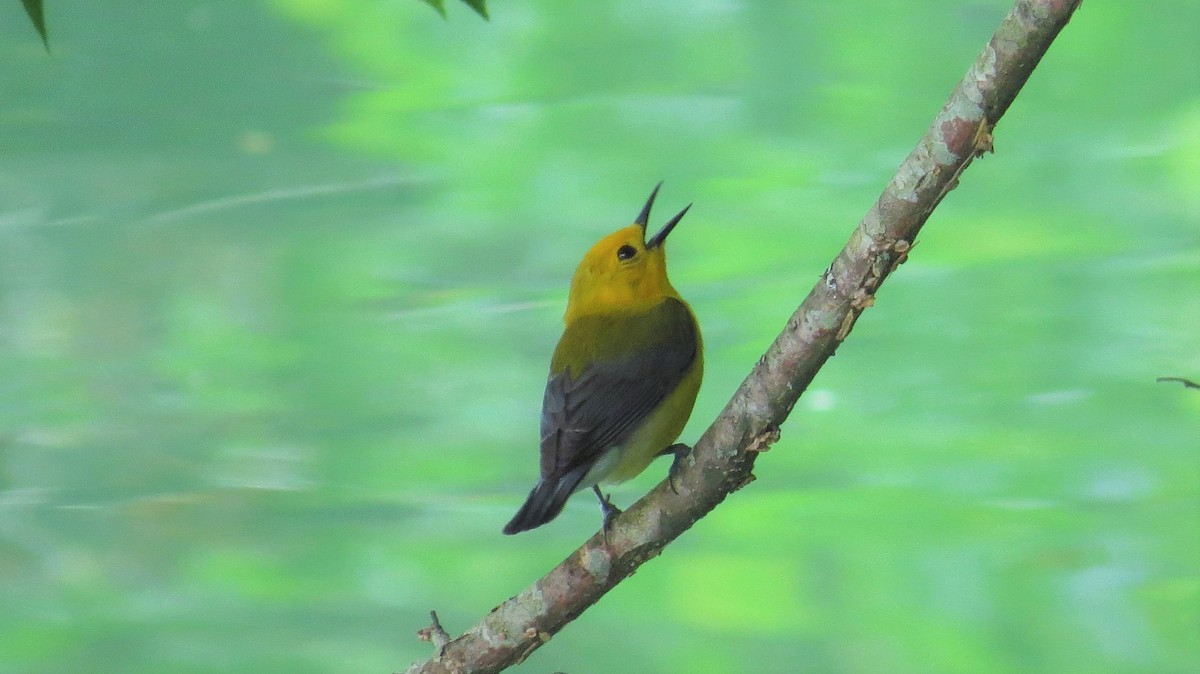 Prothonotary Warbler - ML241095731