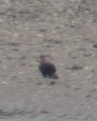 Crested Caracara (Southern) - ML24109651