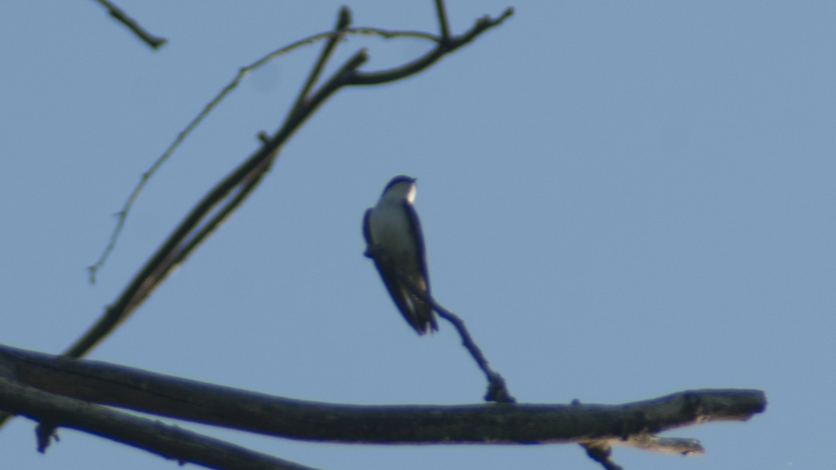 Tree Swallow - ML241098191