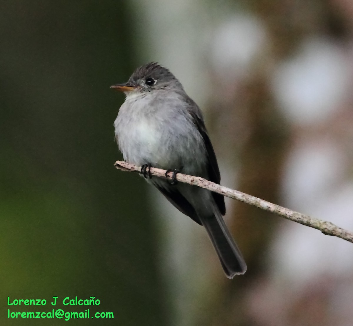 Eastern Wood-Pewee - ML241098451