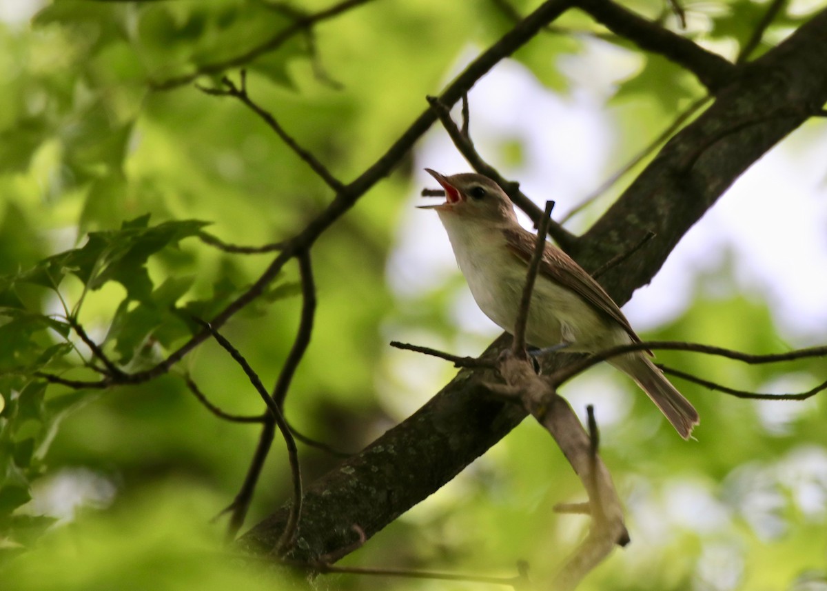 Warbling Vireo - ML241099041