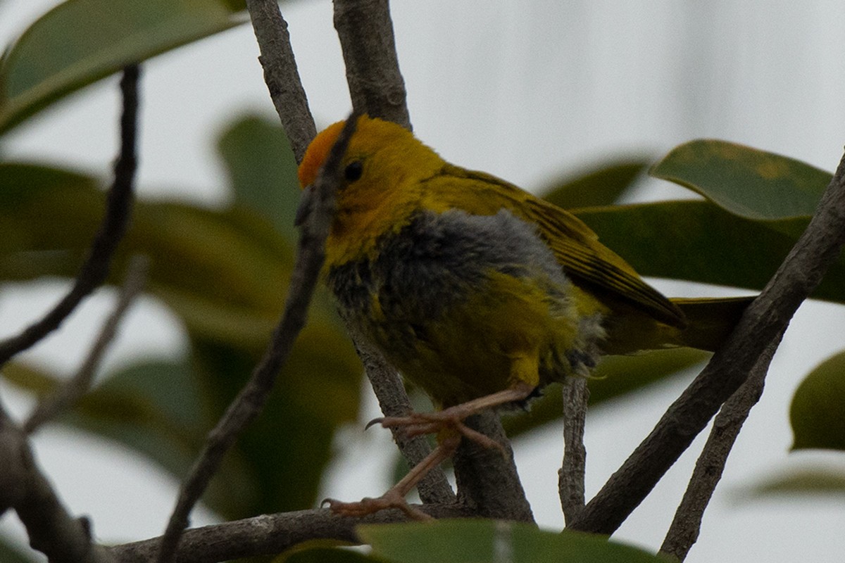 Saffron Finch - ML241100671