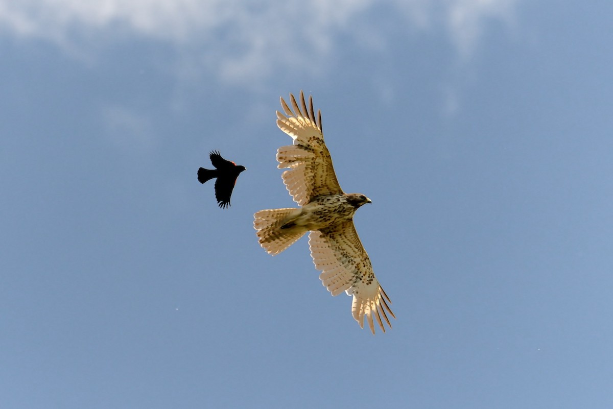 Red-tailed Hawk - Claude Letourneau