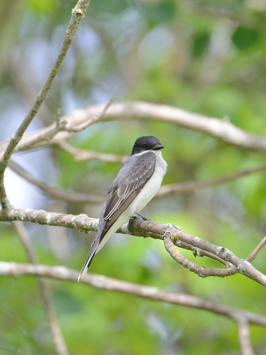 Eastern Kingbird - Claude Letourneau