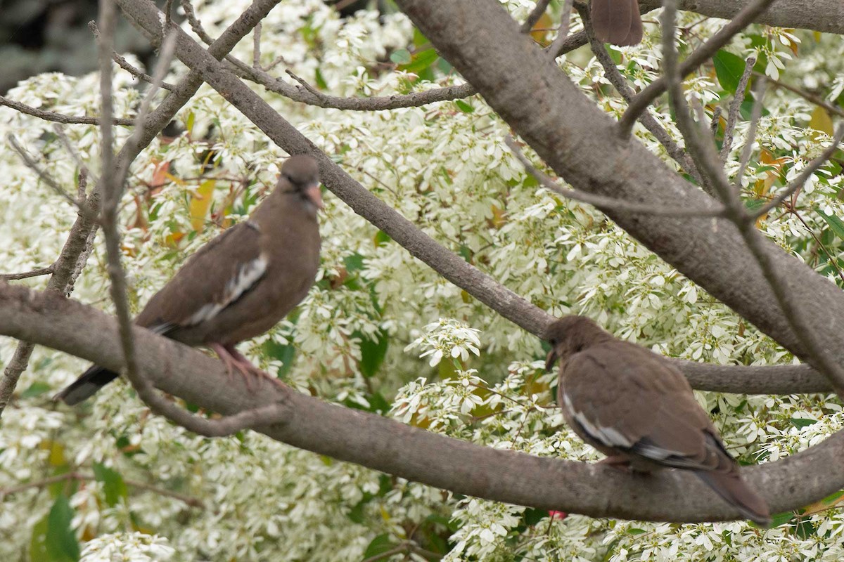 West Peruvian Dove - ML241101811