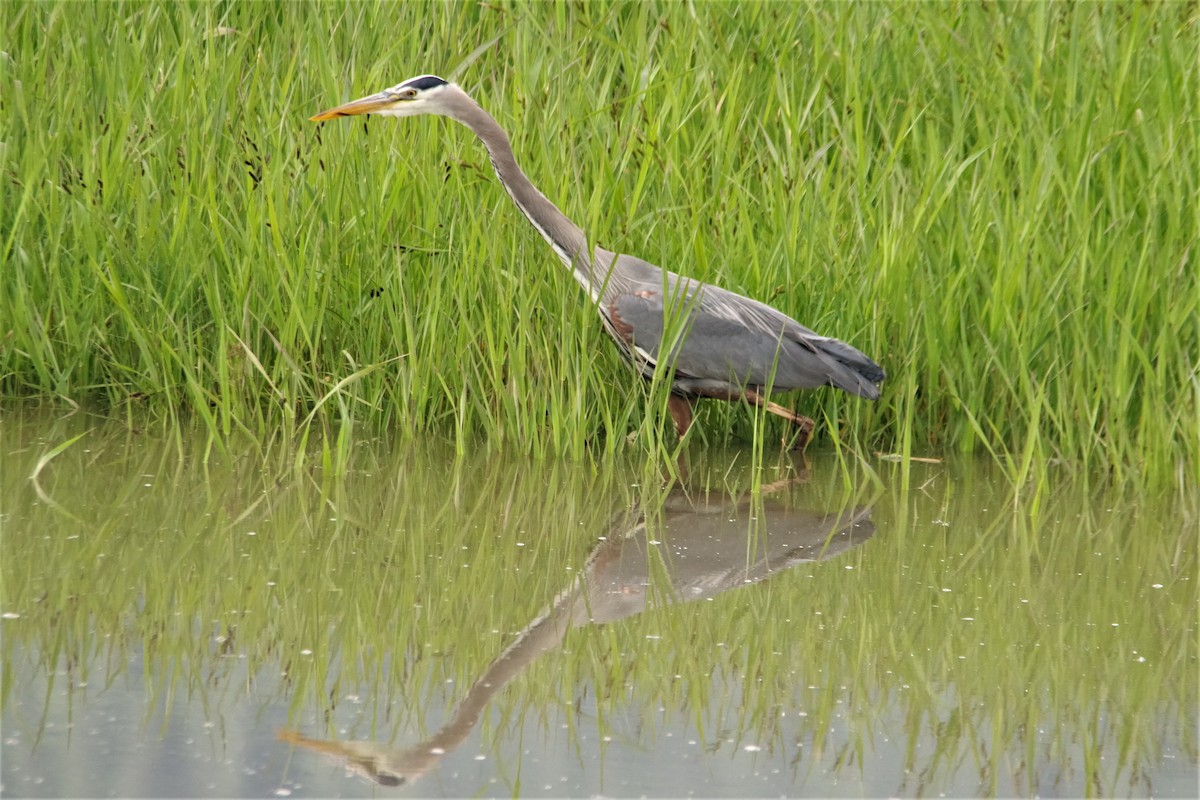 Great Blue Heron - ML241102271