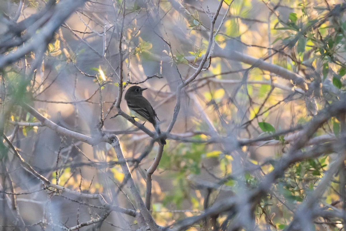 Mosquero Oscuro - ML241104101
